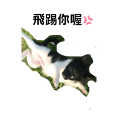 哈哈寶