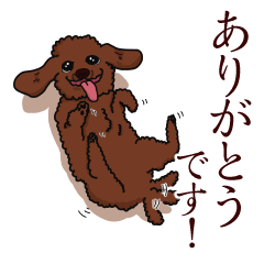 Polite Toy poodle of Sticker