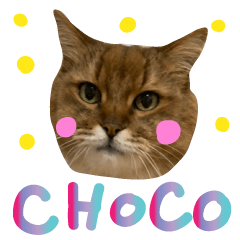 CHOCO CAT MEOW