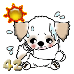 Shih Tzu Dog Corona Summer 42