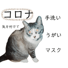 Katouke-no-neko