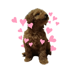 cocoa_20200809144918