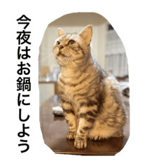 uudatohinao_20200809150312