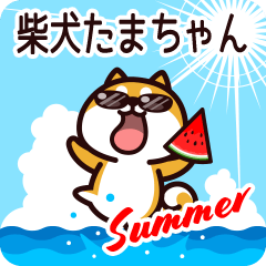 Shiba Tamachan in Summer