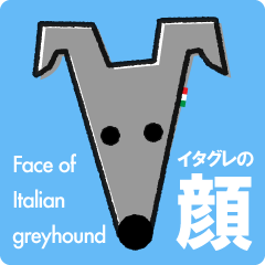 ITAGREMY : Face of Italian Greyhound.