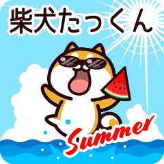 Shiba Takkun in Summer