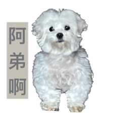 阿弟啊-Rody