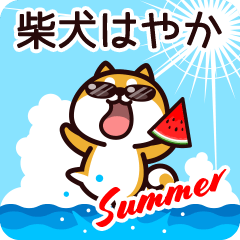 Shiba Hayaka in Summer