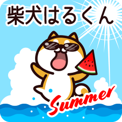 Shiba Harukun in Summer