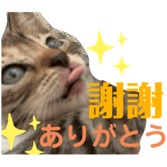 日本語と台湾語の子猫の日常スタンプ