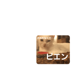 kaho_20200810215142