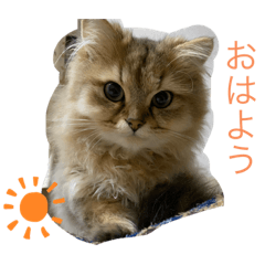 sayumi_20200811080747