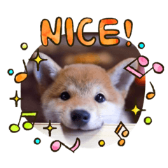 Dogmi