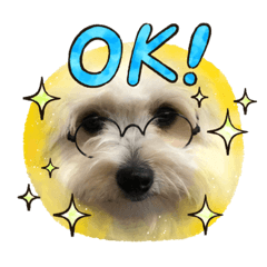 Pomeranian x Bichon Frize