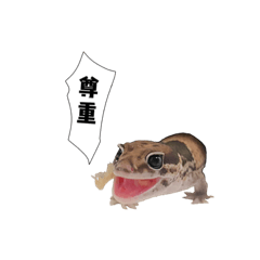 肥尾守宮-小K