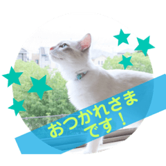 Ringo_20200811195806