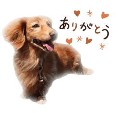 cocoa_20200812005515