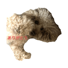 Aran_20200811225232