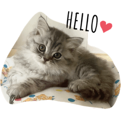 Alice_20200811225731