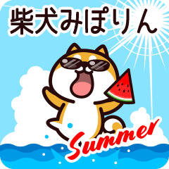 Shiba Miporin in Summer