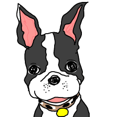 A naughty  Boston Terrier puppy