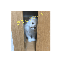 我が家の癒しの猫ちゃん