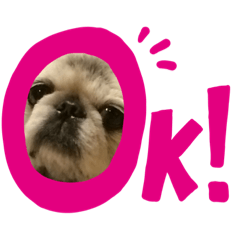 panda_20200813031201