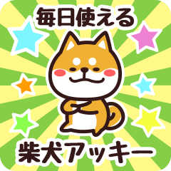 Petit Shiba Akkii (Everyday)