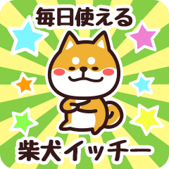 Petit Shiba Icchii (Everyday)