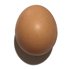 卵殻