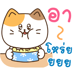 cha yen lovely cat