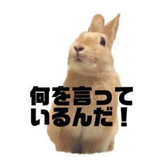 wish_rabbit