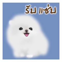 Cute White Pomeranian (Thai Ver.)