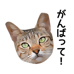 Various Kijitora cats