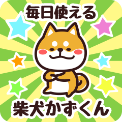 Petit Shiba Kazukun (Everyday)