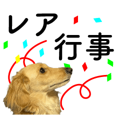 レアな行事を祝う犬 Line スタンプ Line Store