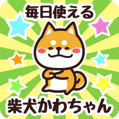 Petit Shiba Kawachan (Everyday)