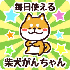 Petit Shiba Ganchan (Everyday)