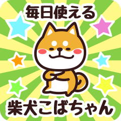 Petit Shiba Kobachan (Everyday)