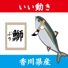 The yellowtail which moves