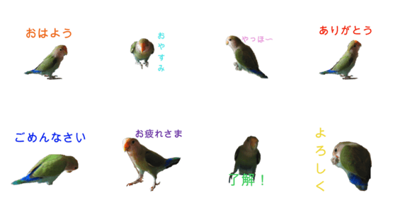 インコのフミちゃん Lineクリエイターズスタンプ Stamplist