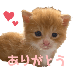 Chacha.aisatsu