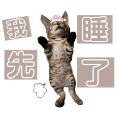 崩壞小貓 2