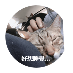 我家の三隻小貓