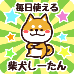 Petit Shiba Shitan (Everyday)