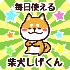 Petit Shiba Shigekun (Everyday)