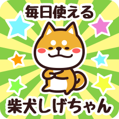 Petit Shiba Shigechan (Everyday)