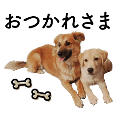 ラブラドールとミックス犬 仲良しコンビ1 Line スタンプ Line Store ラブラドールとミックス犬 仲良しコンビ1 Line スタンプ Line Store
