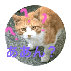 cherry_20200814232313