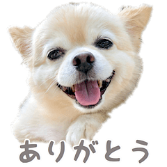 ポメチワのべるちゃん - LINE スタンプ | LINE STORE